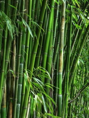 A Look at Mattresses Made with Bamboo