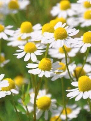 Chamomile for Sleep