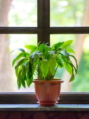 Reducing Indoor Air Pollution with Household Plants
