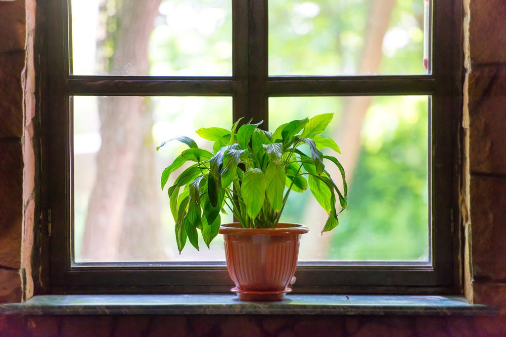 How to Reduce Indoor Air Pollution with 3 Plants