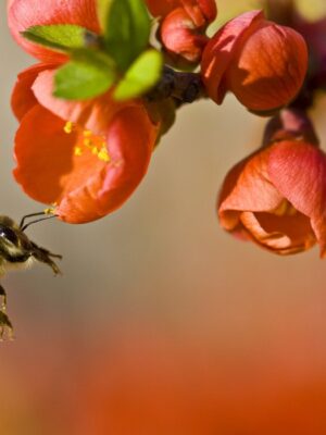 Saving Our Honey One Bee at a Time