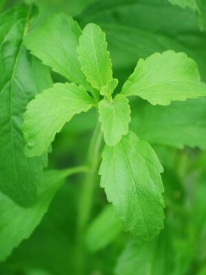 Stevia – Why You May Want to Include it in Your Garden This Year