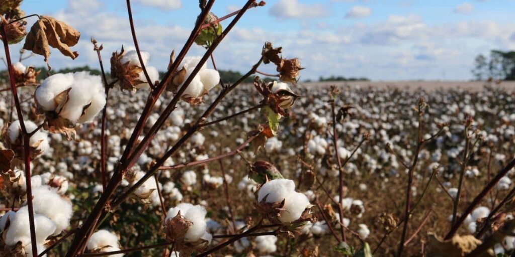 organic cotton field