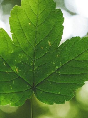 closeup of green leaf