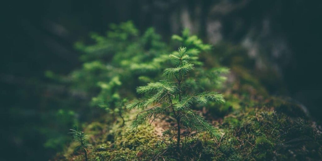 closeup of small plant