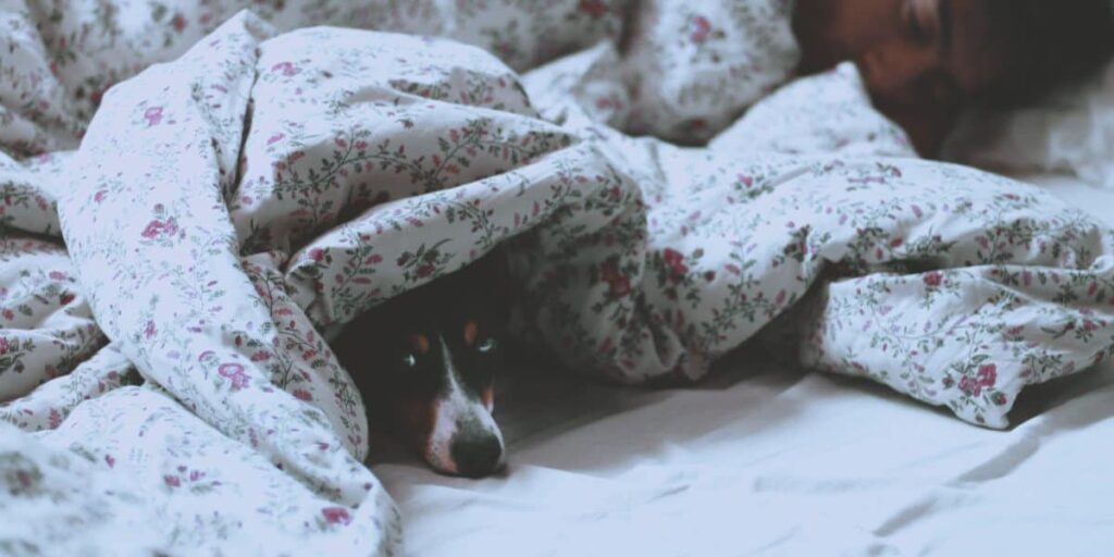 dog napping in bed underneath bed covers