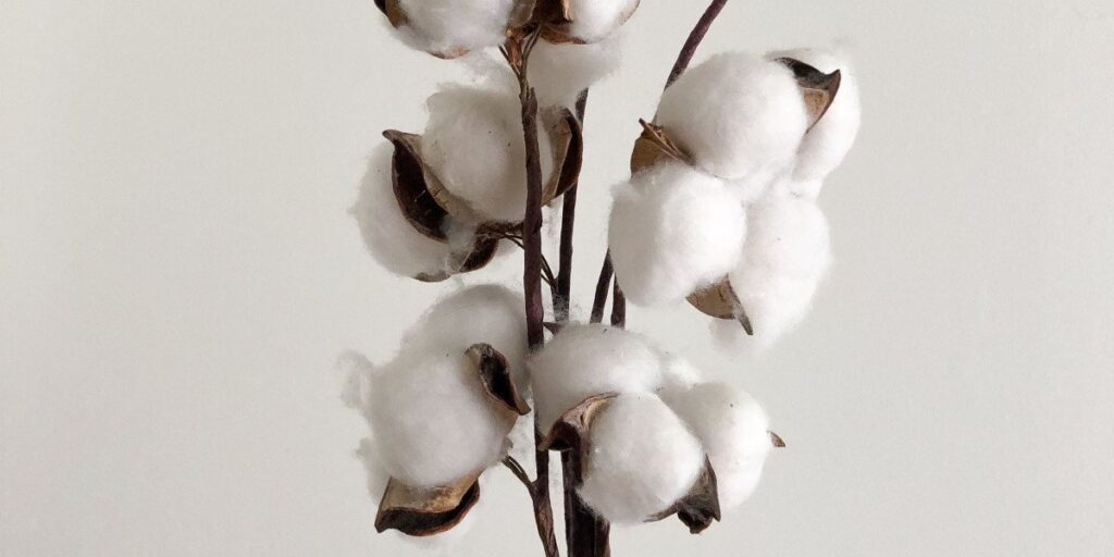 closeup view of cotton