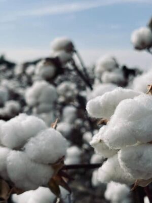 cotton field 2