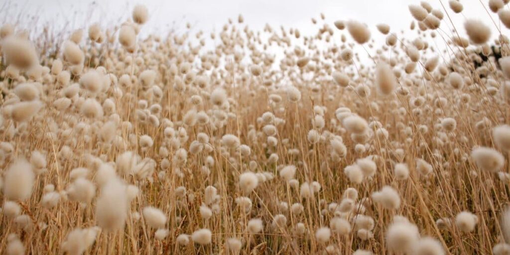 a closeup view of cotton to understand how is cotton made