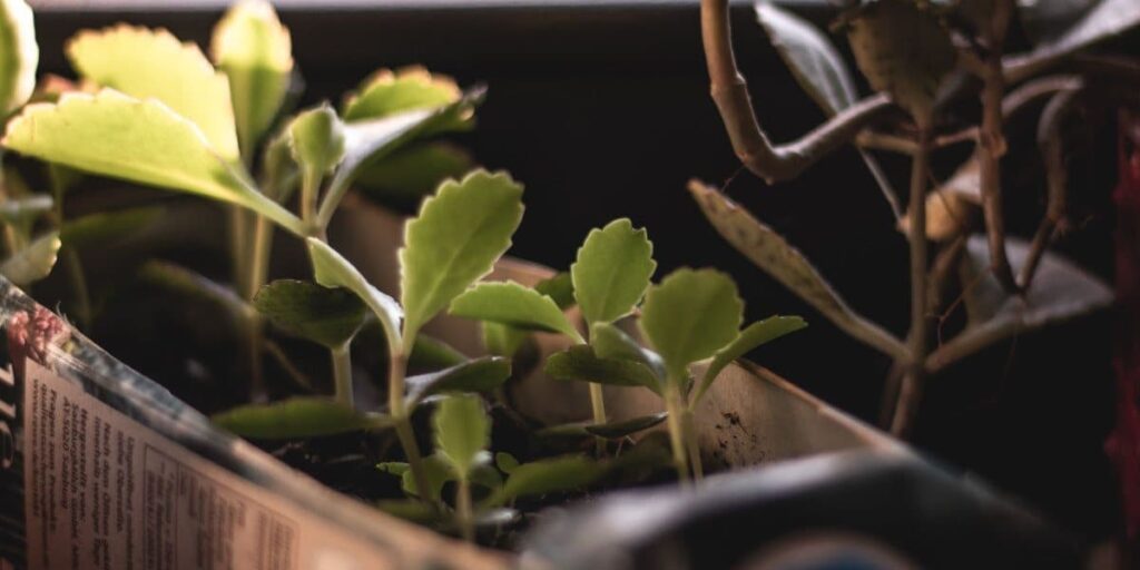 closeup view of plants in upcycling planter