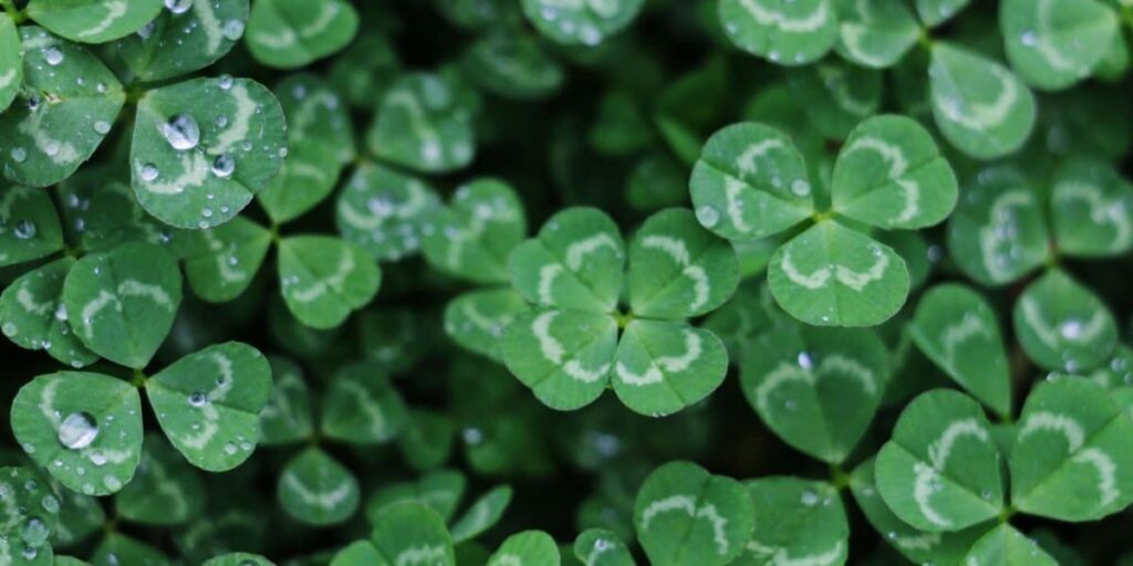 closeup view of st patricks day four leaf clovers