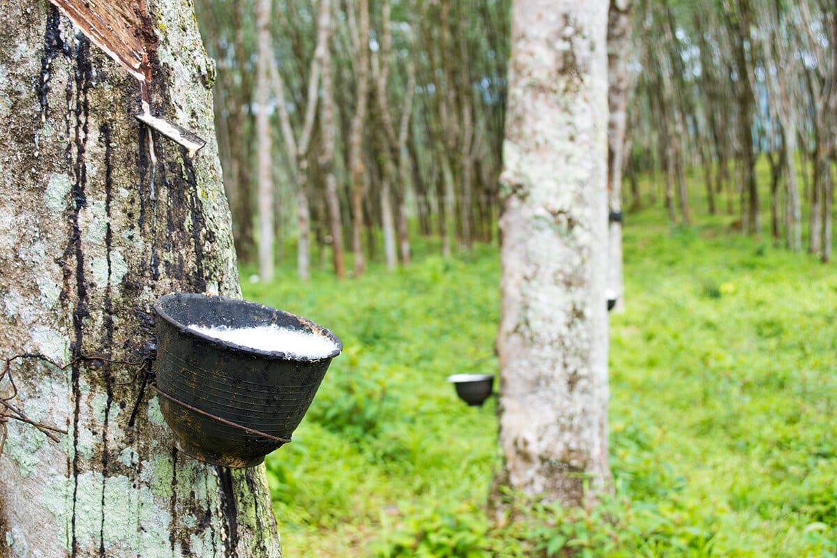 The Natural Wonder of Latex: Transforming Mattresses for a Better Sleep