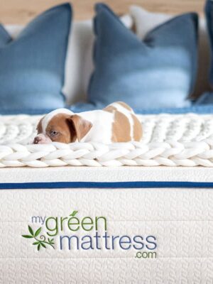 puppy on mattress