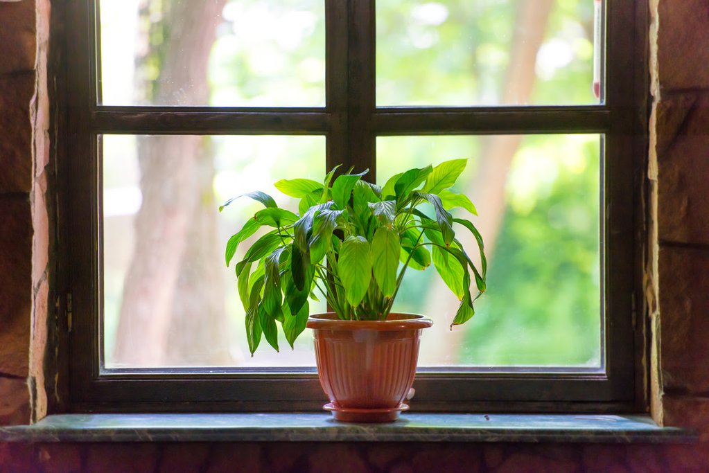 Reducing Indoor Air Pollution with Household Plants