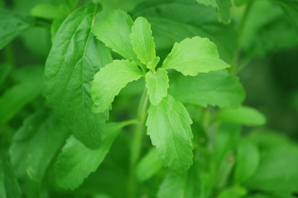 Stevia – Why You May Want to Include it in Your Garden This Year