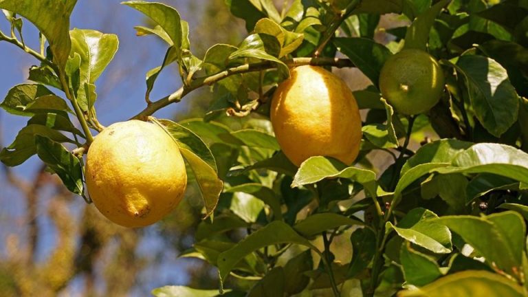 Tapping the Power of Lemon