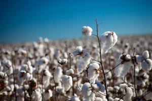 up close view of cotton field