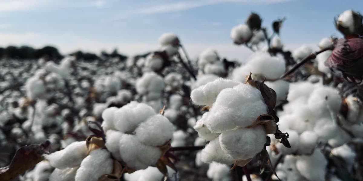 How Is Cotton Made 9 Facts to Know
