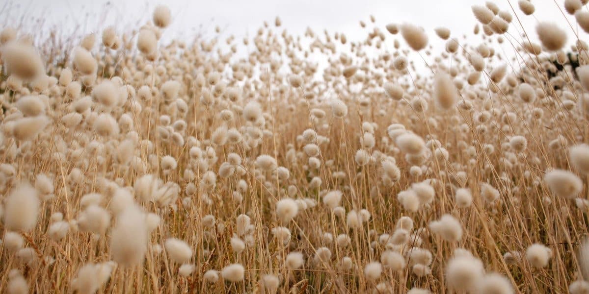 How Is Cotton Made? 9 Facts to Know